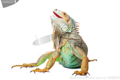 Image of iguana on isolated white