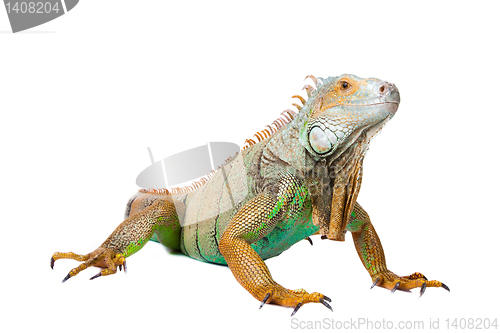 Image of iguana on isolated white