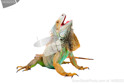 Image of iguana on isolated white