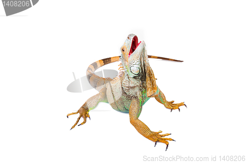 Image of iguana on isolated white