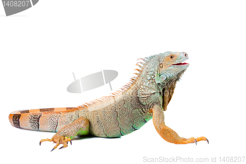Image of iguana on isolated white