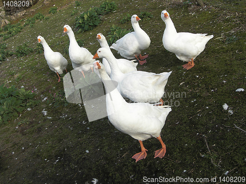 Image of Norwegian white goose