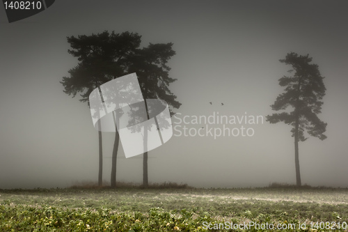 Image of nebel
