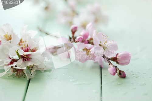 Image of almond blossom still life
