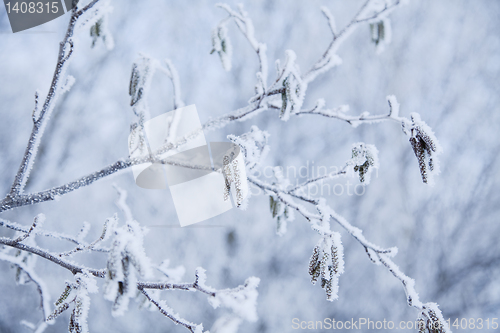 Image of snow crystals