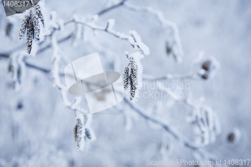 Image of snow crystals