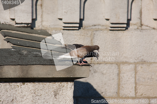 Image of pigeons on the roof