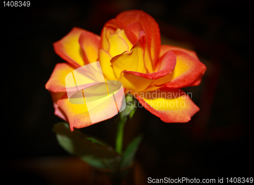 Image of yellow rose