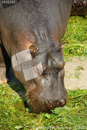 Image of Hippopotamus