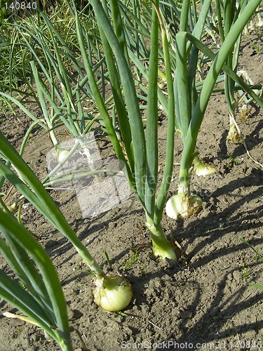 Image of onion