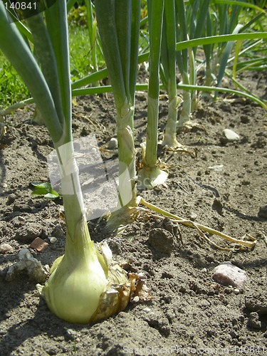 Image of onions