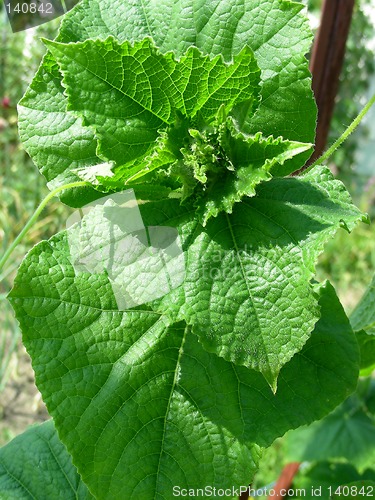 Image of leaves of cucumber