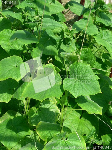 Image of cucumber sprout