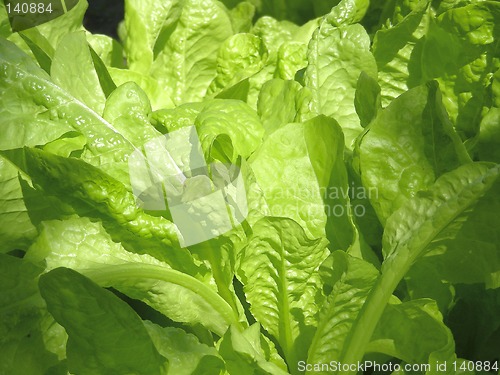 Image of lettuce