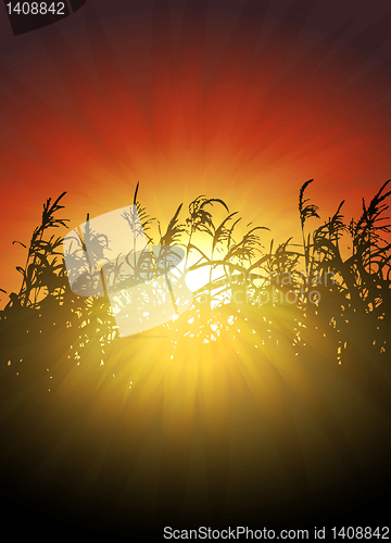 Image of sunset in cornfield vector background