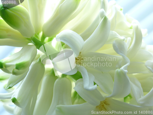Image of spring - hyacinth