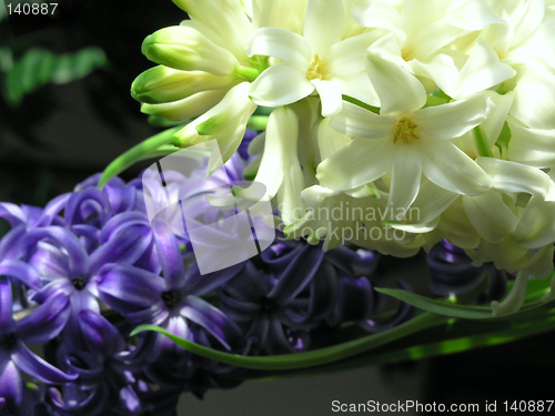 Image of spring - hyacinth