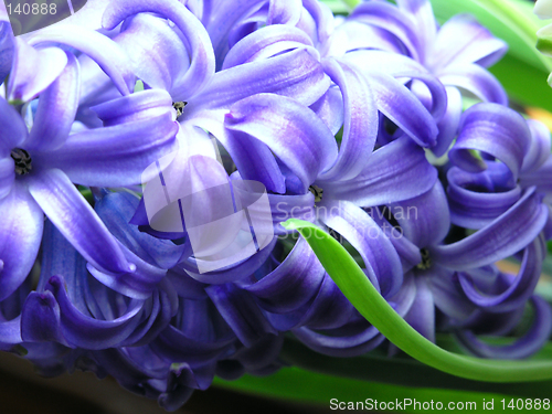 Image of spring - hyacinth