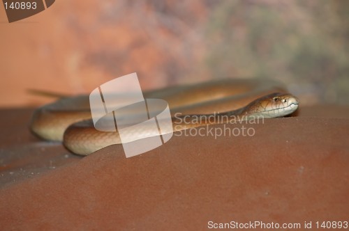 Image of big brown snake