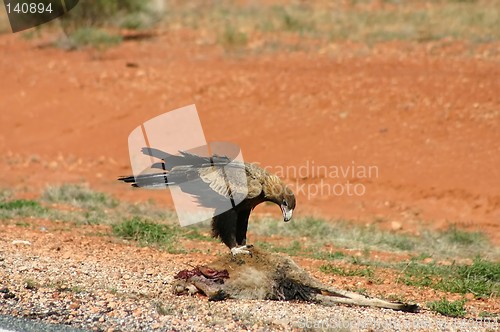 Image of eagle eating kangsroo