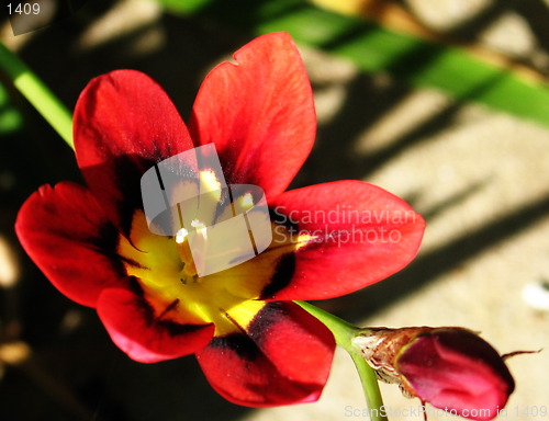 Image of Flowers in yellow and red