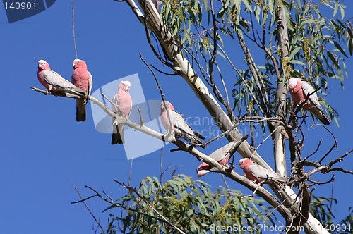 Image of pink parrots
