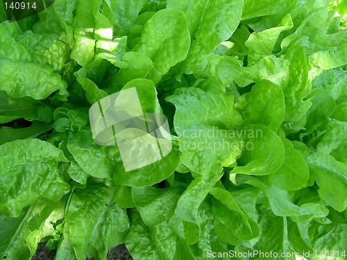 Image of lettuce