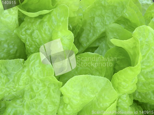 Image of lettuce