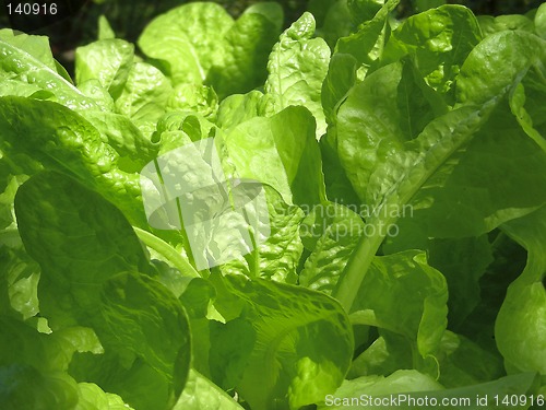 Image of lettuce