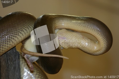 Image of snake eating a mouse