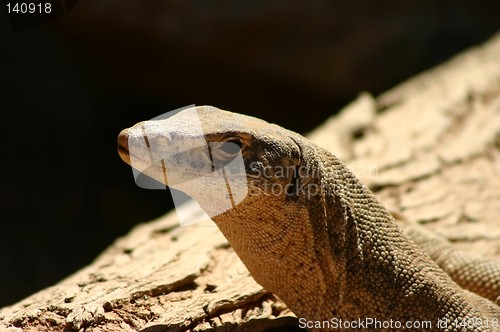 Image of australian lizzard