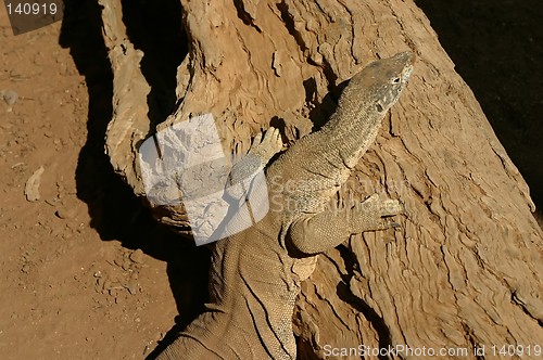 Image of australian lizzard