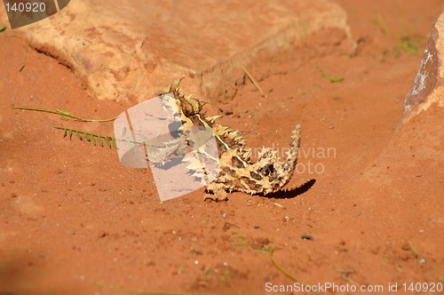 Image of thorny devil