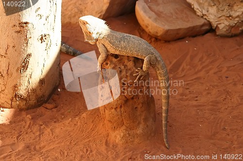 Image of australian lizzards