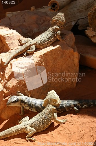 Image of australian lizzards