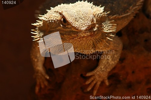 Image of australian lizzard