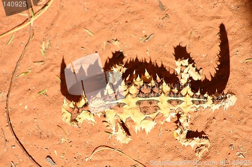 Image of thorny devil