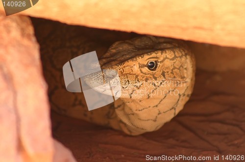 Image of hiding lizzard