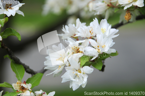 Image of Close-up of crab apple blossoms blooming