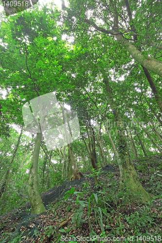 Image of Trees in the forest