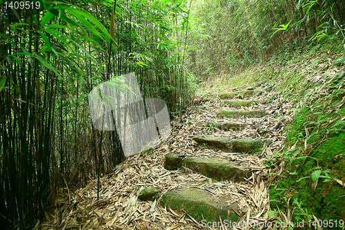 Image of Green Bamboo Forest -- a path leads through a lush bamboo forest