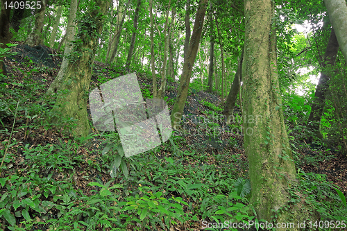 Image of Trees in the forest