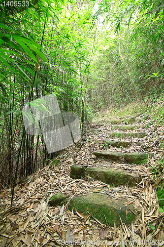 Image of Green Bamboo Forest -- a path leads through a lush bamboo forest