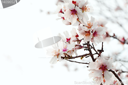 Image of almond blossom