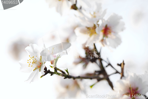 Image of almond blossom
