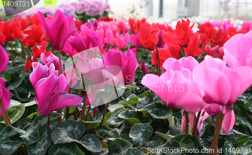 Image of Flowers