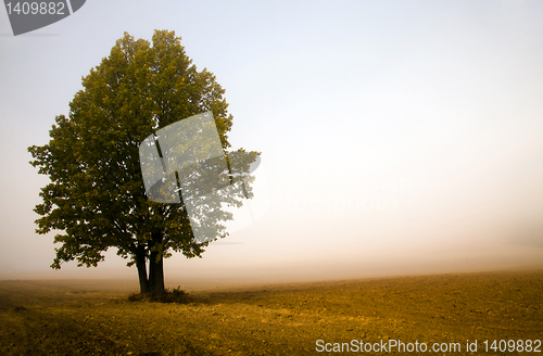 Image of Tree in a fog