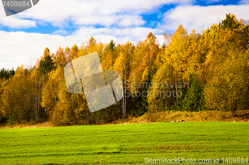 Image of Autumn