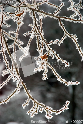 Image of Frosted branches