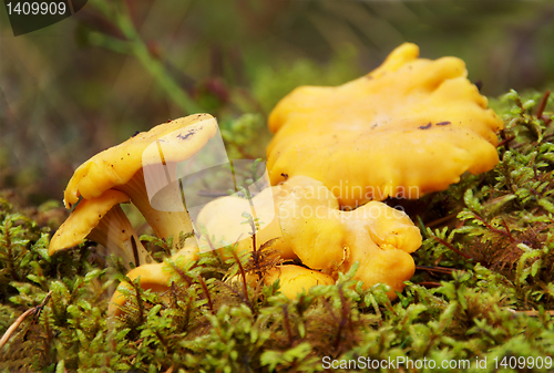 Image of Chanterelle mushrooms 